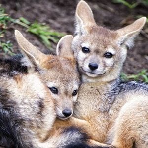 Meet your Posher, Sarina